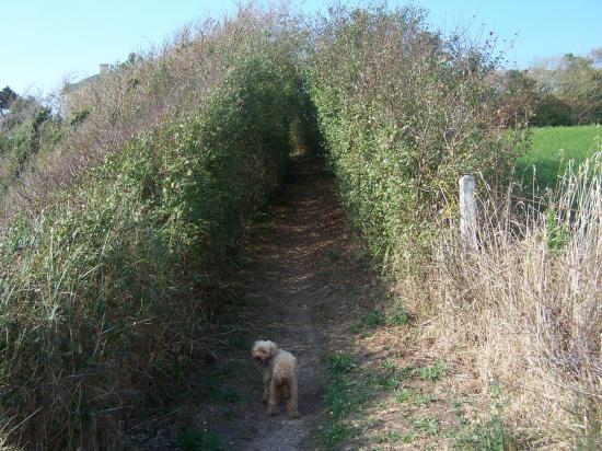 chemin côtier